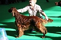 Crufts2011 088